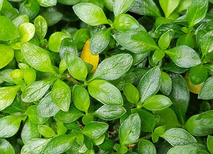 [Mobile] 依舊是手機界的單眼？Galaxy S8+相機功能初探與實測！ - 阿祥的網路筆記本