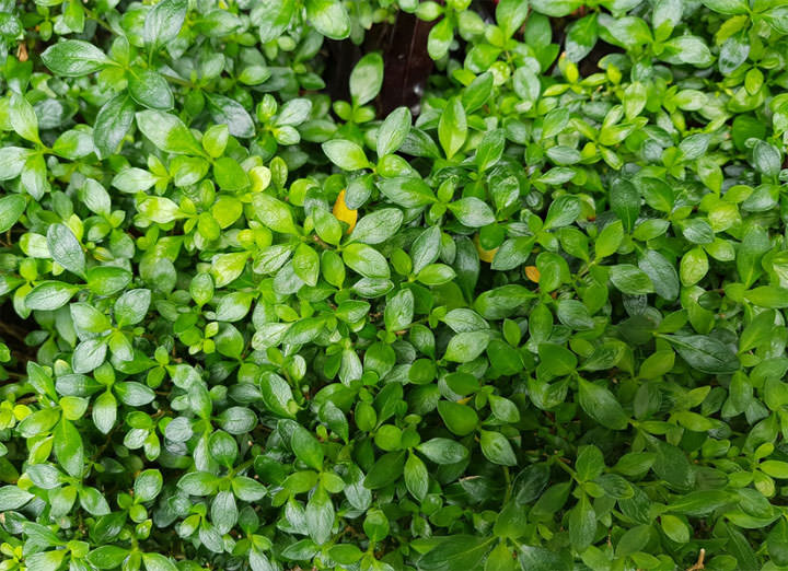 [Mobile] 依舊是手機界的單眼？Galaxy S8+相機功能初探與實測！ - 阿祥的網路筆記本