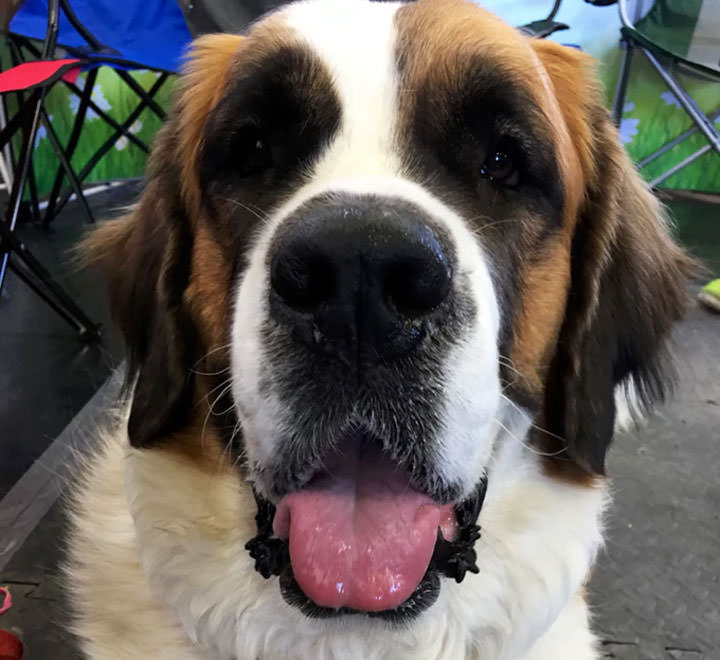 [Mobile] 愛拍寵物照片的朋友…或許你需要這個手機配件來幫助你拍出最完美的毛孩照片！ - 阿祥的網路筆記本