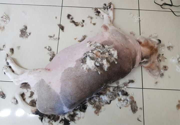 [Unbox] 家有寵物、過敏兒好困擾？ Samsung 新一代 「POWERbot 極勁氣旋機器人」40X 極勁吸力讓家中毛毛一乾二淨～而且完全不用你動手！ - 阿祥的網路筆記本