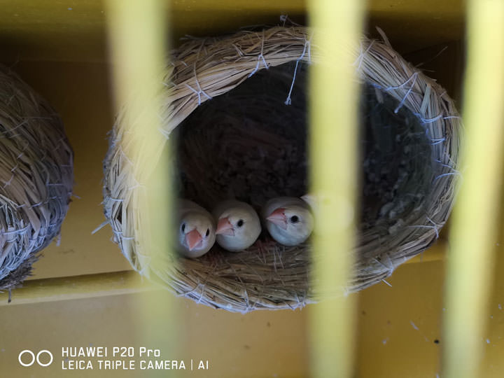 [Unbox] HUAWEI P20 Pro 讓手機攝影邁入新境界！開箱評測全新徠卡三鏡、4000萬畫素、5倍無損變焦、4秒手持夜拍…等獨特功能體驗！ - 阿祥的網路筆記本