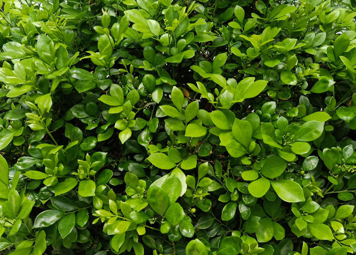 [Mobile] Android 用戶專屬好康來了！申辦遠傳指定新機，不囉嗦～Google Play 購物金 1,500元直接加碼送！還有 OPPO R15 美拍新機最速配！ - 阿祥的網路筆記本