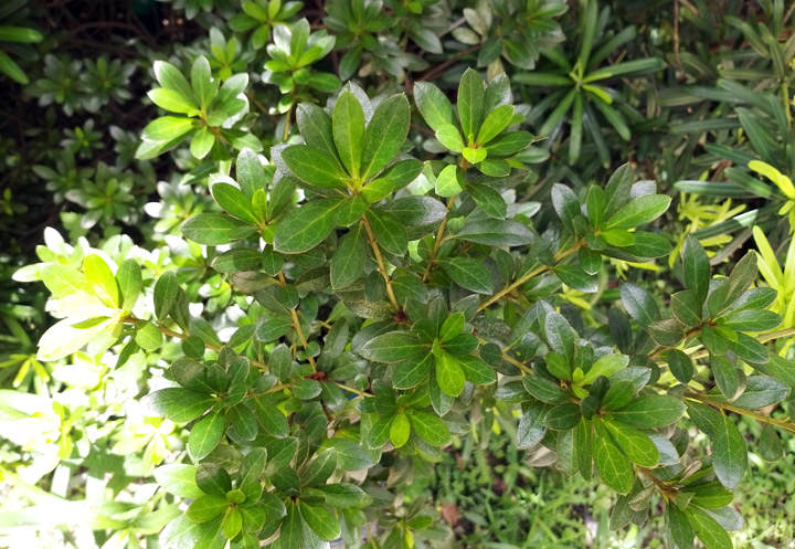 [Mobile] 就是要你拍得美！「智慧美顏」與「專業打光」加持大螢幕新機 Galaxy A8 Star 開箱與深度評測！ - 阿祥的網路筆記本