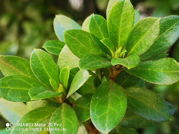 [Unbox] 黑科技毫無保留，徠卡三鏡頭再創攝影體驗新高峰：HUAWEI Mate20 Pro 開箱與深度評測！ - 阿祥的網路筆記本
