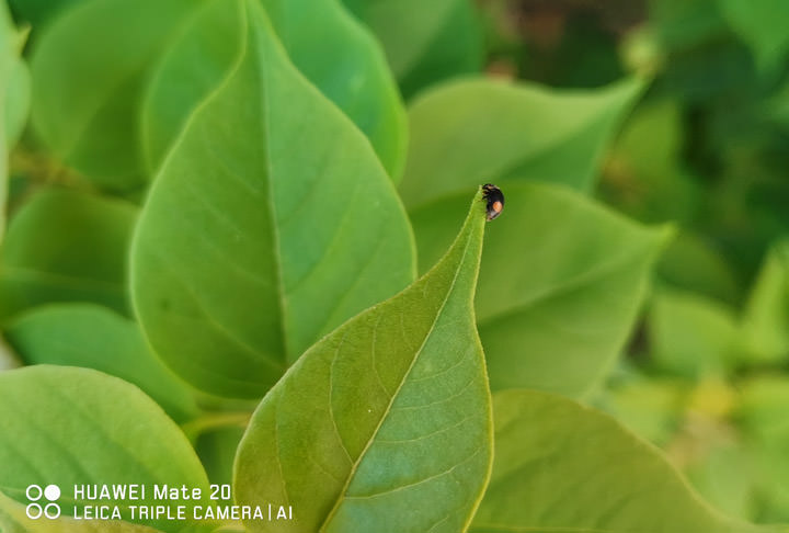 [Mobile] 同級旗艦大對決！HUAWEI Mate20 V.S. Samsung Galaxy S9+ 對比評測！外加 Google Pixel 3 XL 亂入比一比！ - 阿祥的網路筆記本