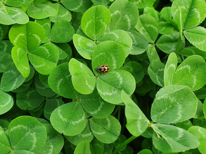 [Mobile] 展現真「10力」！三星銀河十週年旗艦 Galaxy S10+ 深度評測與體驗心得！ - 阿祥的網路筆記本