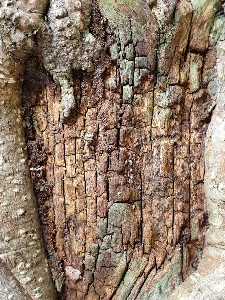 [Mobile] 展現真「10力」！三星銀河十週年旗艦 Galaxy S10+ 深度評測與體驗心得！ - 阿祥的網路筆記本