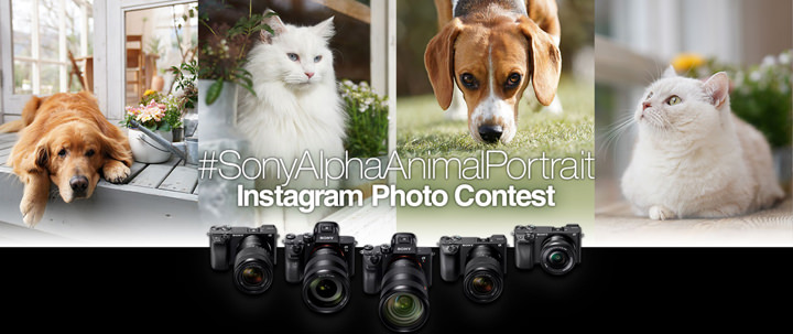[Event] 2019 Sony α 系列 Instagram 動物攝影比賽～徵件超展開！最萌寵物星人 IG 集合囉！ - 阿祥的網路筆記本