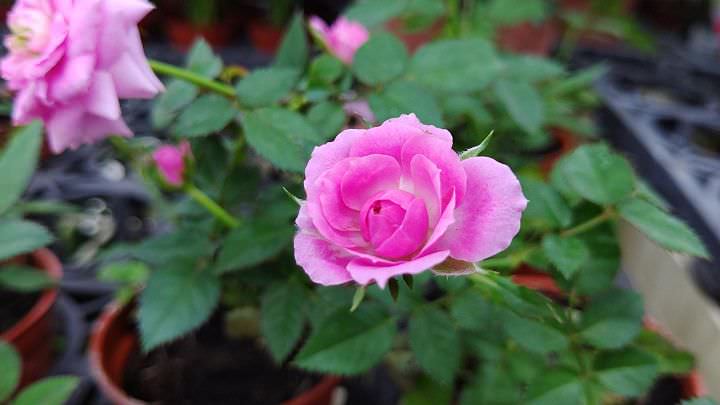 SHARP AQUOS R3 深度實測報告：集美型設計與高水準攝錄功能於一身的日系手機！ - 阿祥的網路筆記本