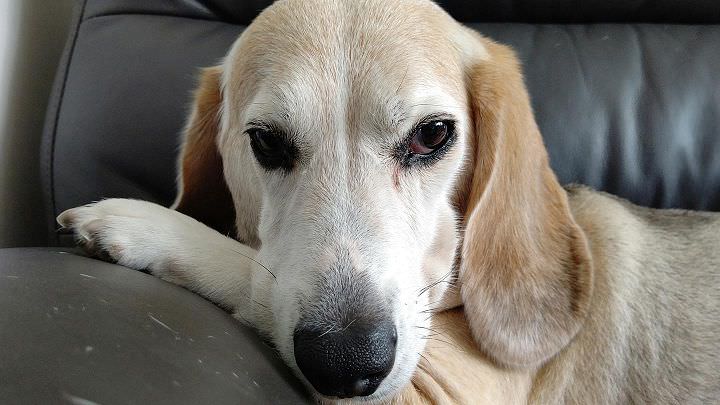 SHARP AQUOS R3 深度實測報告：集美型設計與高水準攝錄功能於一身的日系手機！ - 阿祥的網路筆記本