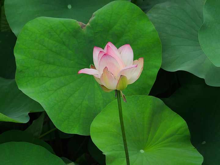 三星 Galaxy S 系列相機最大進化？Galaxy S20 5G 旗艦系列相機實戰評測！看完就知哪一款最適合你！ - 阿祥的網路筆記本