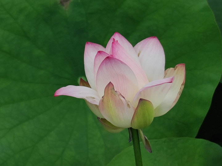 三星 Galaxy S 系列相機最大進化？Galaxy S20 5G 旗艦系列相機實戰評測！看完就知哪一款最適合你！ - 阿祥的網路筆記本