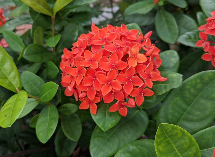 中階定位但功能全面！Google Pixel 4a 完美整合 Google 功能，相機功能依舊犀利！ - 阿祥的網路筆記本