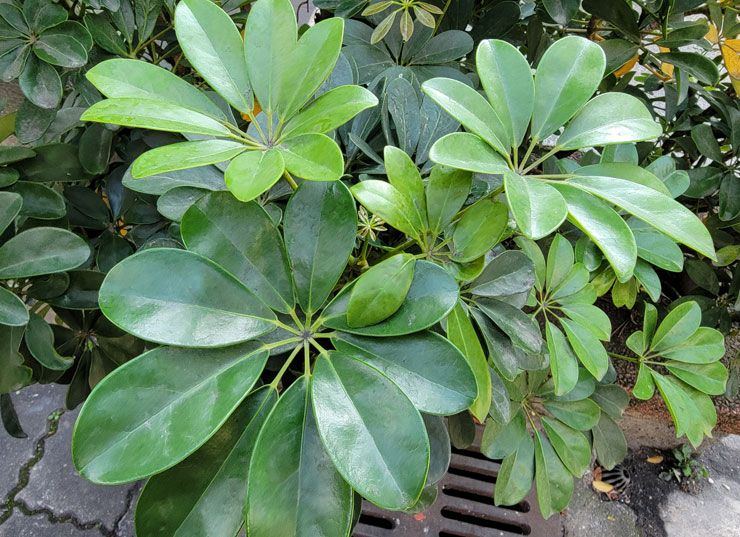 Galaxy S21 Ultra 5G 開箱實測：讓每日生活更精采！攝影功能再升級，不僅好拍更能輕鬆拍得好！ - 阿祥的網路筆記本