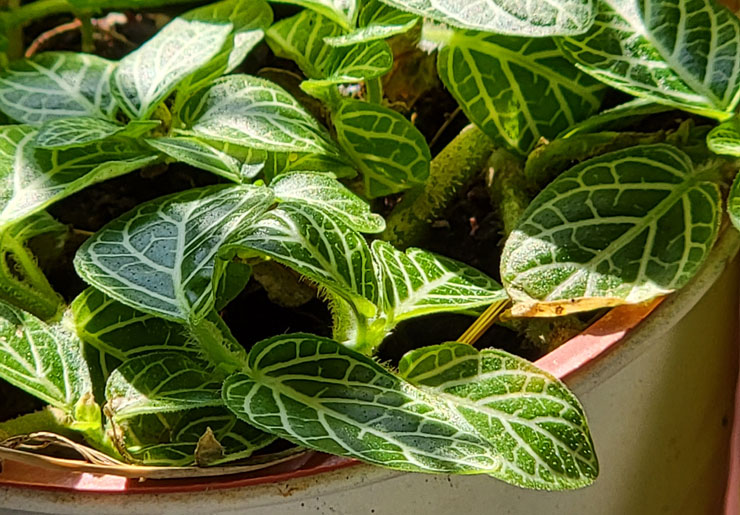 Galaxy S21 Ultra 5G 開箱實測：讓每日生活更精采！攝影功能再升級，不僅好拍更能輕鬆拍得好！ - 阿祥的網路筆記本