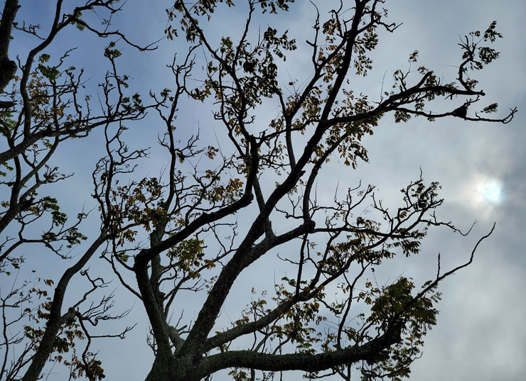 Galaxy S21 Ultra 5G 開箱實測：讓每日生活更精采！攝影功能再升級，不僅好拍更能輕鬆拍得好！ - 阿祥的網路筆記本