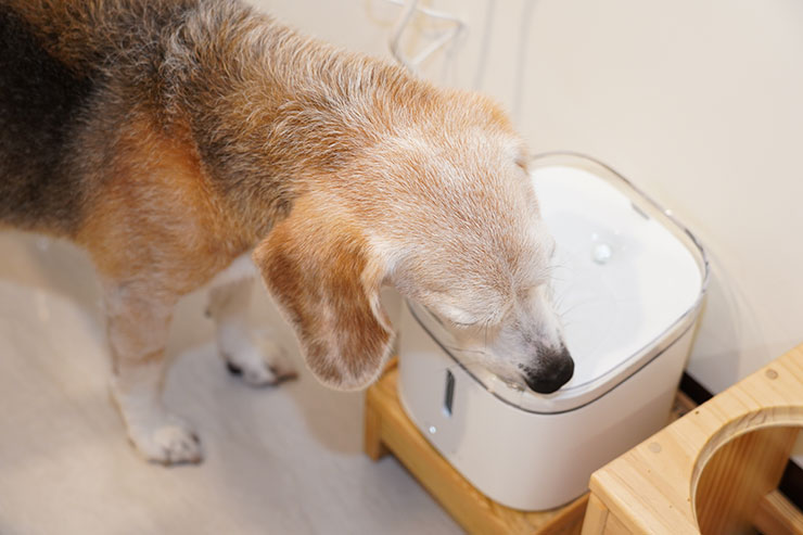 米家智能寵物飲水機：四重過濾，運作安靜！給毛小孩更健康的飲水品質！ - 阿祥的網路筆記本