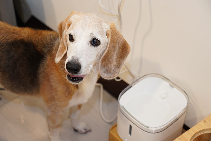 米家智能寵物飲水機：四重過濾，運作安靜！給毛小孩更健康的飲水品質！ - 阿祥的網路筆記本