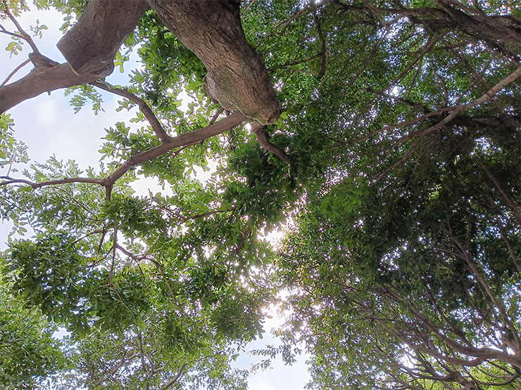 Galaxy A14 5G 實拍照片