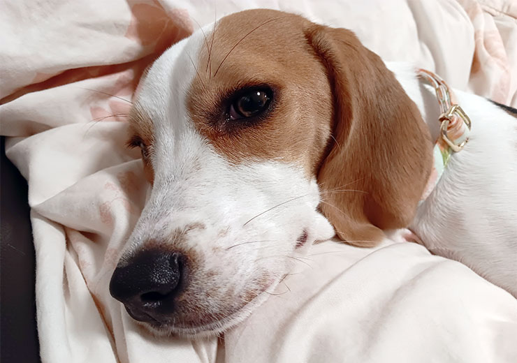 Galaxy A14 5G 實拍照片