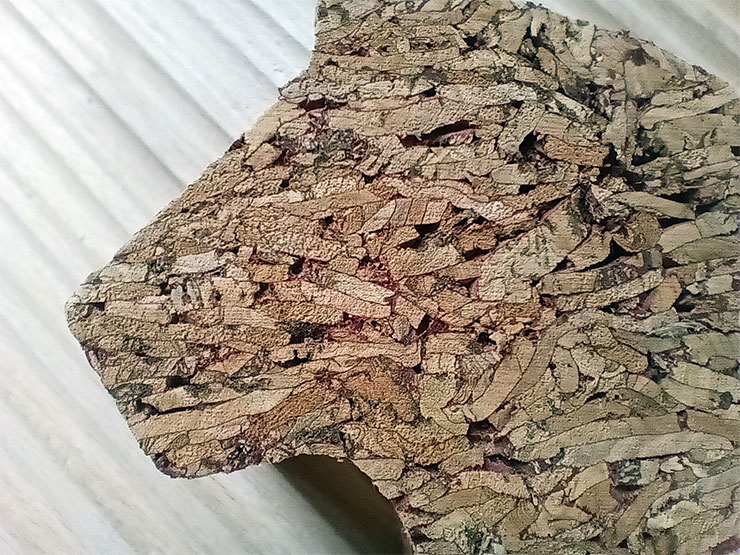 Galaxy A14 5G 實際拍攝的微距照片