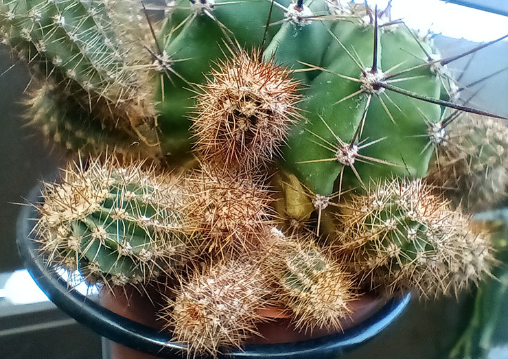 Galaxy A14 5G 實際拍攝的微距照片