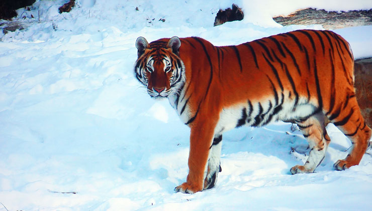 4K 動物生態影片，老虎鮮明的毛髮呈現很有層次感。