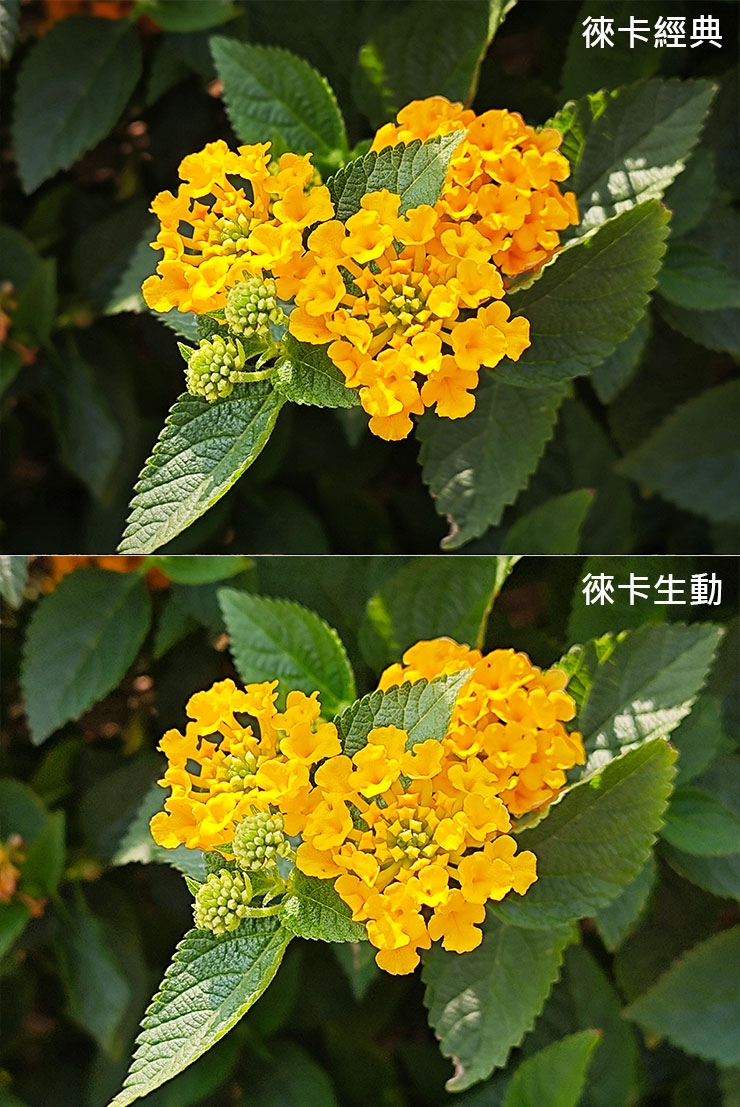 拍攝明亮場景時，圖上的徠卡經典色彩更為濃烈、紋理的立體感更好，圖下的徠卡生動整體更為明亮，暗部細節更為顯著，哪一種是你所喜愛的風格呢？