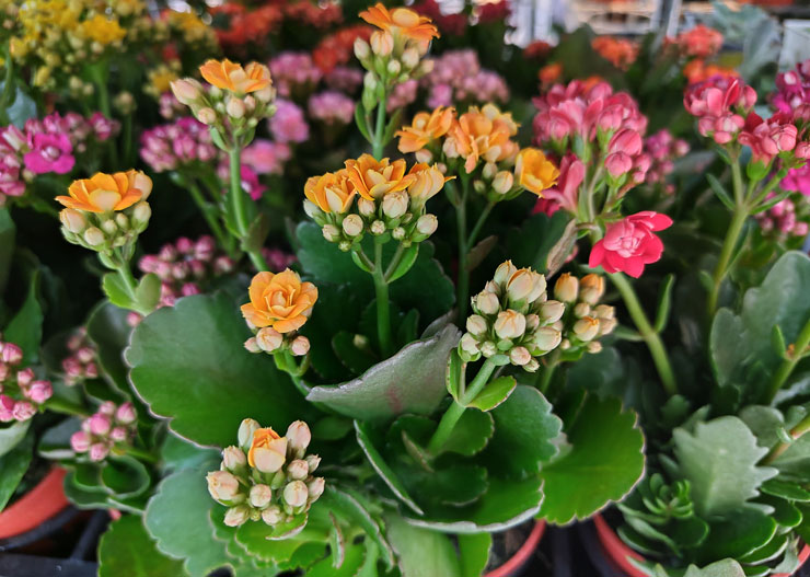 SHARP AQUOS sense7 plus 開箱體驗:日系質感、手感輕薄、優異螢幕與大容量電池兼備,相機表現可圈可點! - 阿祥的網路筆記本 SHARP AQUOS sense7 plus 開箱體驗:日系質感、手感輕薄、優異螢幕與大容量電池兼備,相機表現可圈可點! - 阿祥的網路筆記本