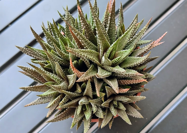 SHARP AQUOS sense7 plus 開箱體驗:日系質感、手感輕薄、優異螢幕與大容量電池兼備,相機表現可圈可點! - 阿祥的網路筆記本 SHARP AQUOS sense7 plus 開箱體驗:日系質感、手感輕薄、優異螢幕與大容量電池兼備,相機表現可圈可點! - 阿祥的網路筆記本