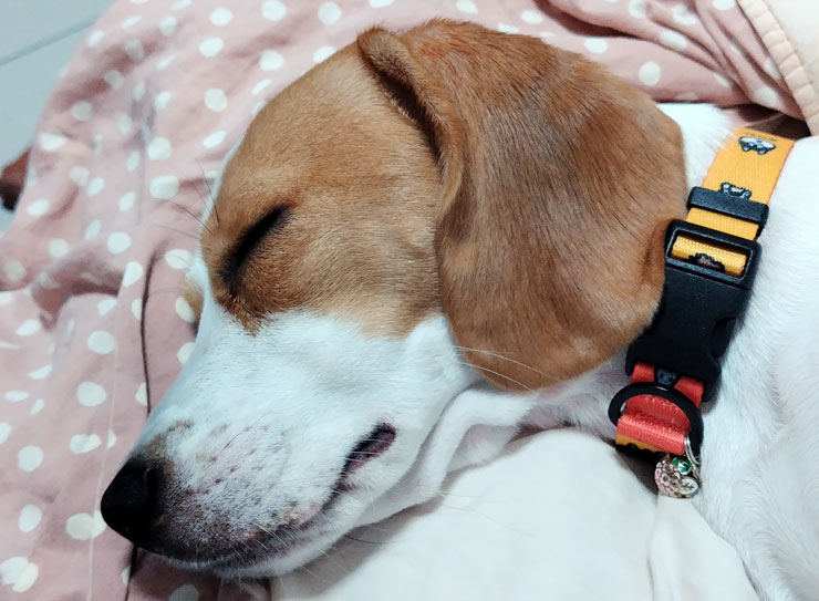 SHARP AQUOS sense7 plus 開箱體驗:日系質感、手感輕薄、優異螢幕與大容量電池兼備,相機表現可圈可點! - 阿祥的網路筆記本 SHARP AQUOS sense7 plus 開箱體驗:日系質感、手感輕薄、優異螢幕與大容量電池兼備,相機表現可圈可點! - 阿祥的網路筆記本