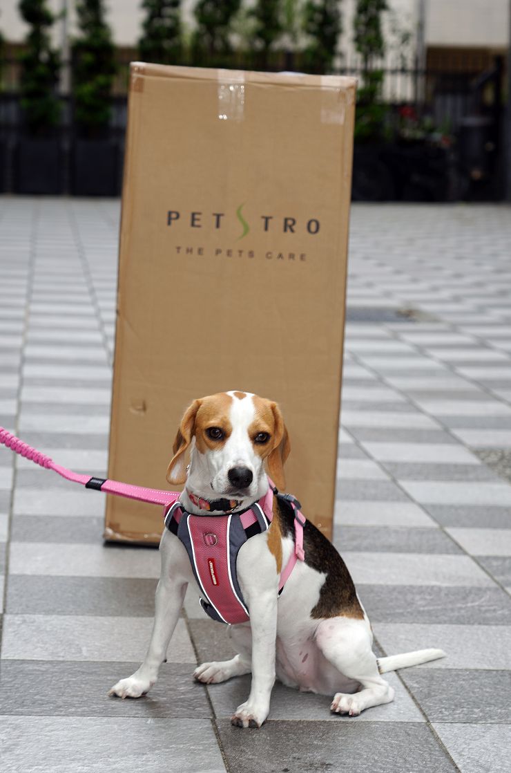 Petstro 沛德奧寵物推車開箱分享:309P 經典紐約系列 - 雙色千鳥,三輪設計更靈活,收摺簡單易攜帶! - 阿祥的網路筆記本 推車的外箱有一定體積,米豆來當尺寸示意吧!