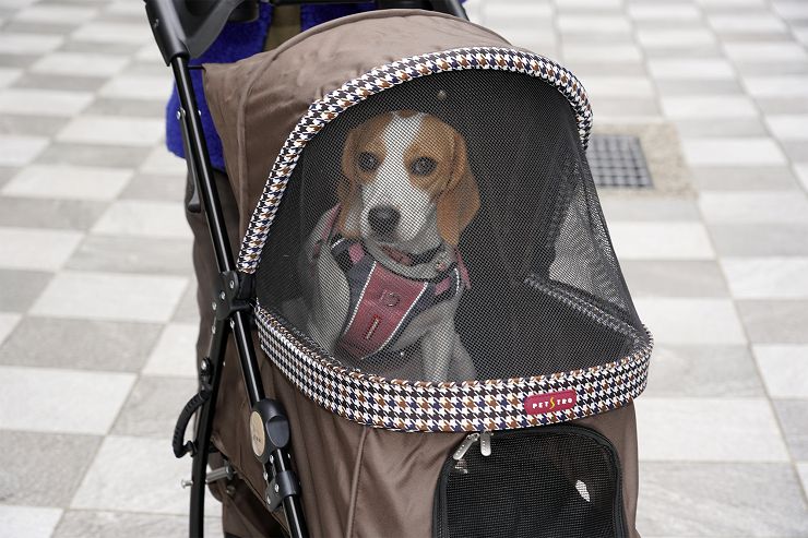 Petstro 沛德奧寵物推車開箱分享:309P 經典紐約系列 - 雙色千鳥,三輪設計更靈活,收摺簡單易攜帶! - 阿祥的網路筆記本 頂棚完全放下後,前側也有大面積的紗網可以確保狗狗有足夠大的視野可以觀察外部空間哦!