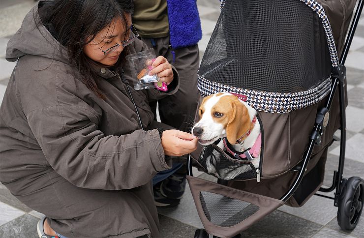 Petstro 沛德奧寵物推車開箱分享:309P 經典紐約系列 - 雙色千鳥,三輪設計更靈活,收摺簡單易攜帶! - 阿祥的網路筆記本 推車前側有一個拉鏈小開口,可讓狗狗趴著休息時也能觀看外面,同時也方便隨時餵食 哈!