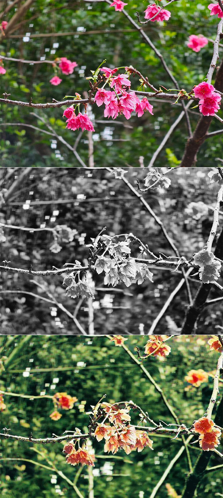 三星 Galaxy S24 系列隱藏 AI 功能實測:黑白照片自動填色功能…這功能感覺有點微妙? - 阿祥的網路筆記本 來比較一下影像原圖(上)、黑白化(中)與 AI 上色結果(下)的差異,這一組是花朵的影像,上色結果變暖調與黃色