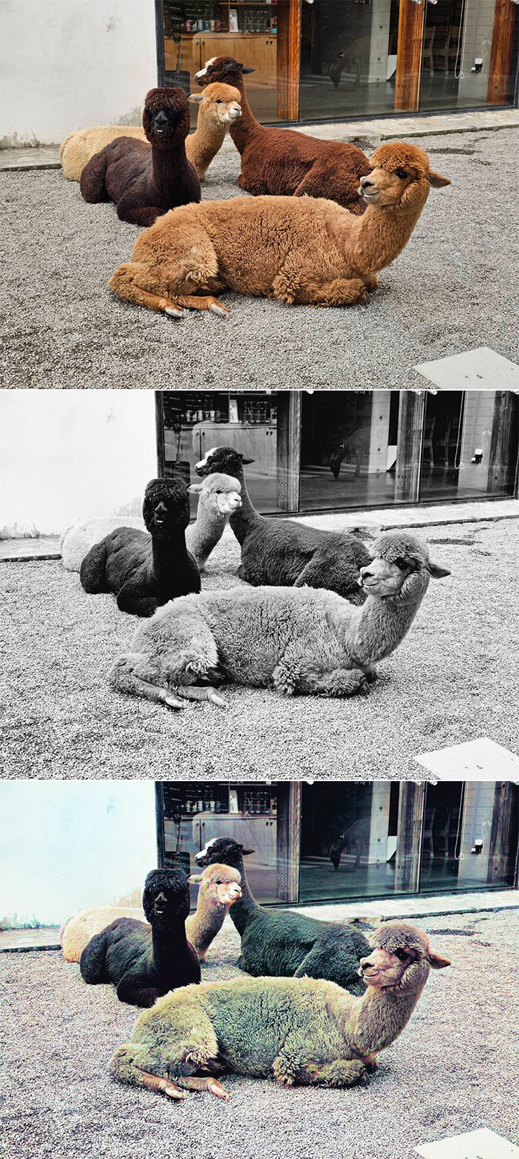 三星 Galaxy S24 系列隱藏 AI 功能實測:黑白照片自動填色功能…這功能感覺有點微妙? - 阿祥的網路筆記本 來比較一下影像原圖(上)、黑白化(中)與 AI 上色結果(下)的差異,這一組是動物,可以看到上色後的結果偏淡、偏灰色