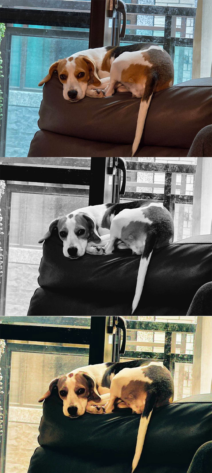 三星 Galaxy S24 系列隱藏 AI 功能實測:黑白照片自動填色功能…這功能感覺有點微妙? - 阿祥的網路筆記本 來比較一下影像原圖(上)、黑白化(中)與 AI 上色結果(下)的差異,這一組也是動物,相對色彩還原比較正常,但同樣偏暖色、偏暗一些