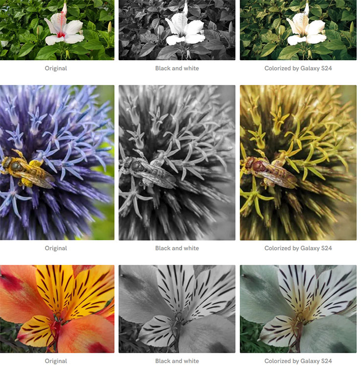 三星 Galaxy S24 系列隱藏 AI 功能實測:黑白照片自動填色功能…這功能感覺有點微妙? - 阿祥的網路筆記本 不同植物的實測結果,圖左為原圖、圖中為黑白化,圖右為 Galaxy S24 的 AI 上色結果