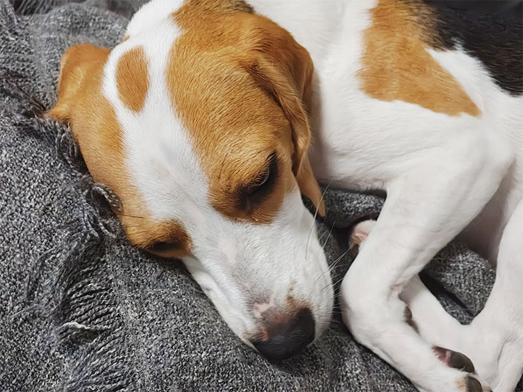 Motorola razr 50 Ultra 相機實拍樣本