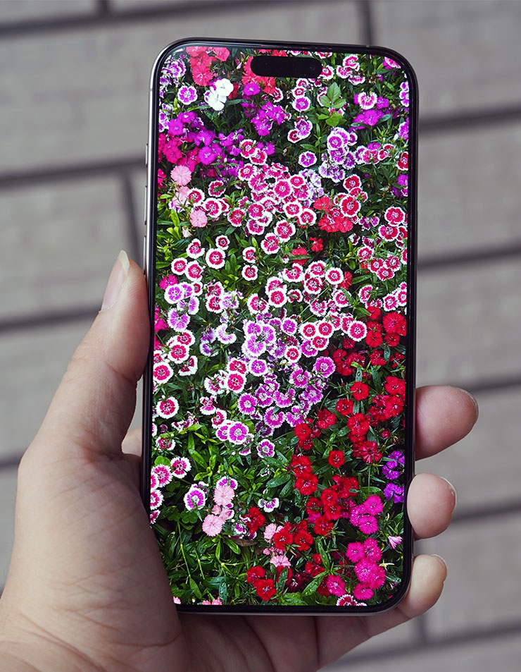 換上色彩鮮艷的花朵照片，更能感受到佳佳貼 JiaPlus 極為通透的視覺效果。