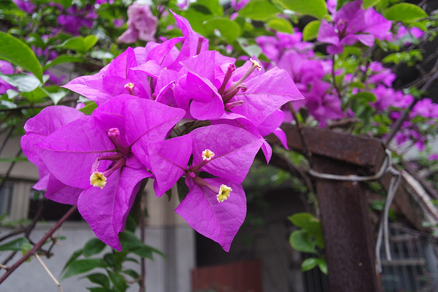 輕巧時尚．隨時連網分享－為妳量身打造的羽量級單眼「Samsung NX Mini」開箱與功能評測！ - 阿祥的網路筆記本